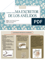 Sistema Excretor de Los Anélidos