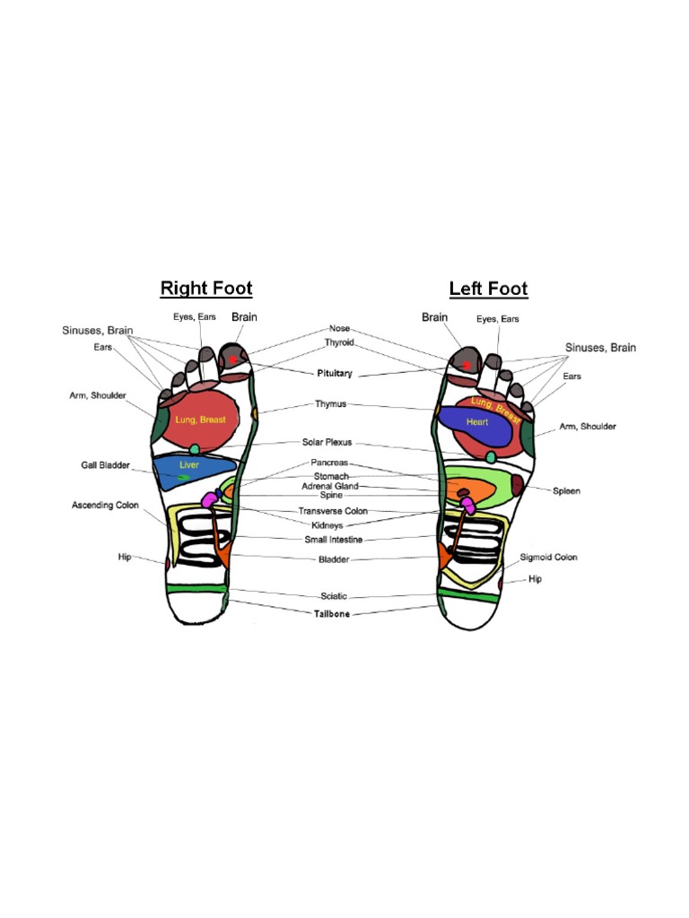 Free Foot Reflexology Chart 02 PDF