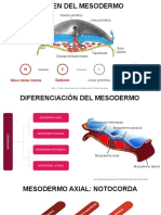 Derivados Mesodermales - Compressed