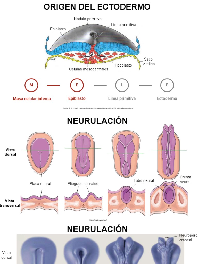Neurulación y desarrollo del ectodermo | PDF | Tejido (biología ...