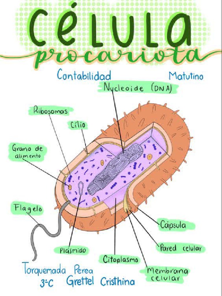 Celula Procarionte | PDF