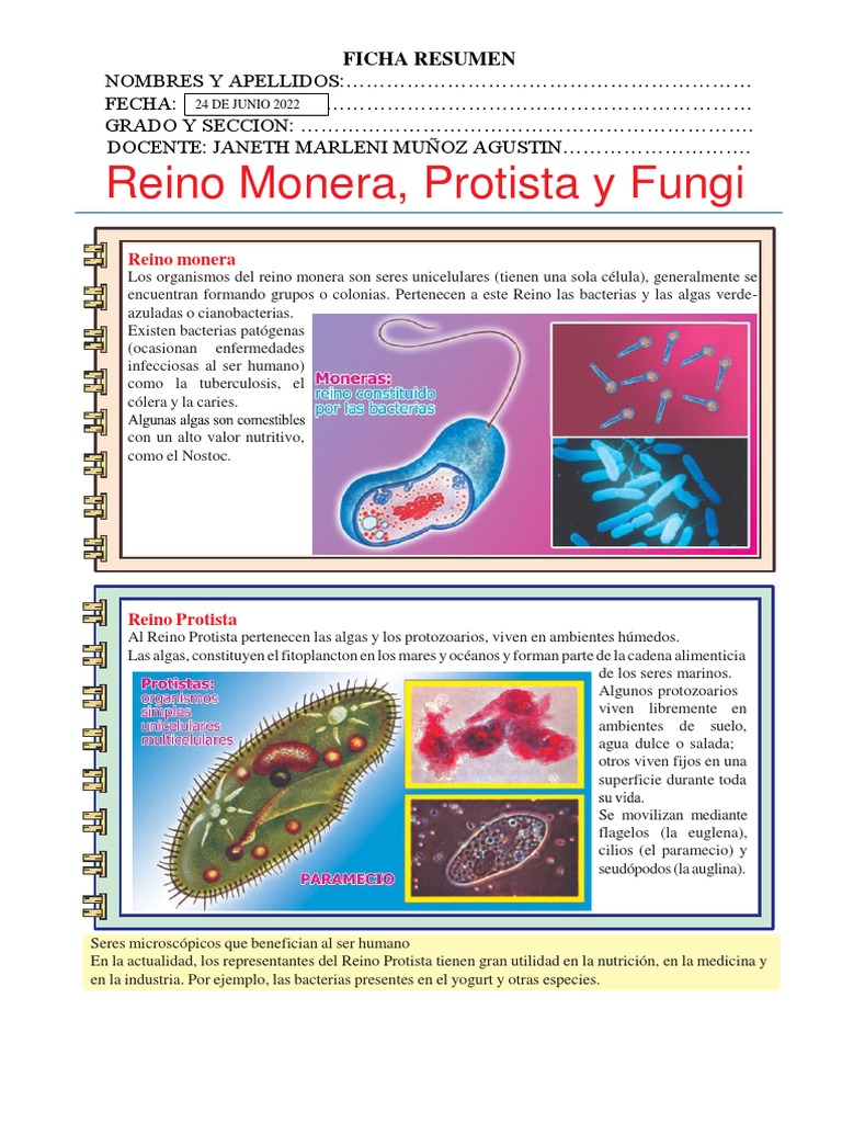Comparativa de Reinos: Monera, Protista y Fungi | PDF | Hongo | Algas