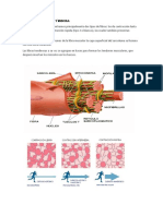 anatomia..._082358