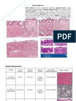 Lab de Sistema Digestivo - Histologia