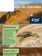 Sapo de Atacama