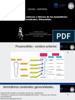 D4 - Cerebro CE y CI EUTM PDF