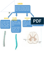 Esquema Médula Espinal