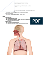 Review of Normal Structures in The Respiratory System