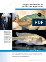 Cirurgia Peixe e Anfibio