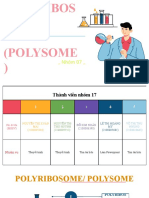 Polyribosome Nhóm 17 Ct5
