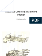 .. Imxgenes - Osteologxa - SIN - Miembro - Inferior