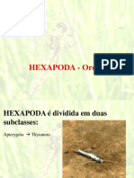 Características Das Ordens Insetos Parte 1