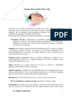 Las funciones de las partes de la vista: párpados, pestañas, cejas, membranas oculares y medios transparentes