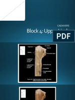 Block 4: Upper Limb: Cadavers