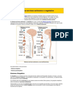 Sistema Nervioso Autónomo o Vegetativo