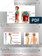 Cavidades Corporales