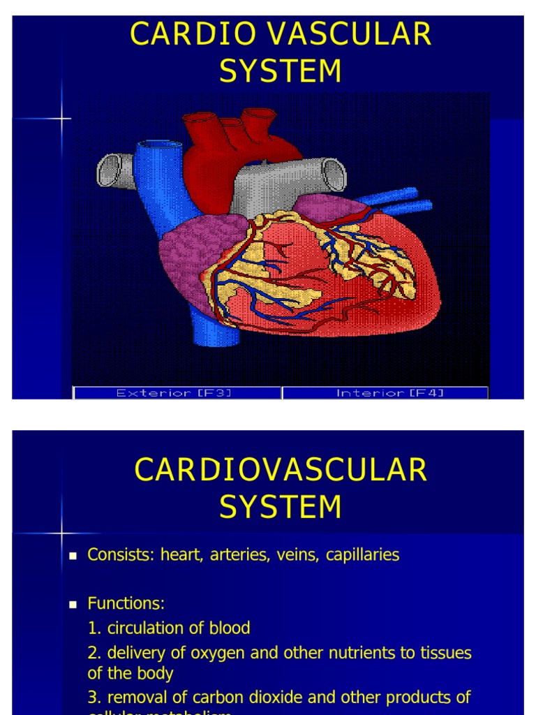 Cardiovascular | PDF | Heart Valve | Heart
