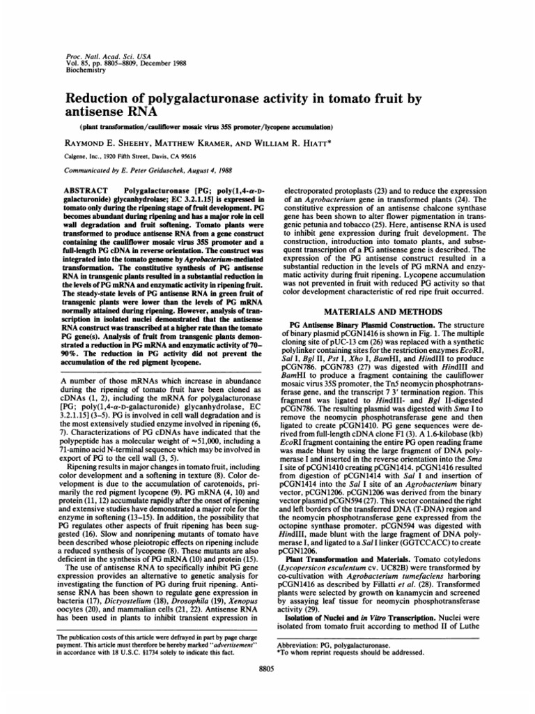 Reducing Tomato PG Activity with Antisense RNA | PDF | Sense (Molecular ...