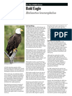 Bald Eagle Fact Sheet