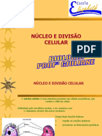 1º ANO - Divisão Celular