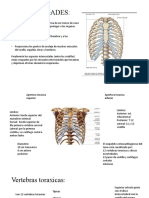 Anatomia de Torax