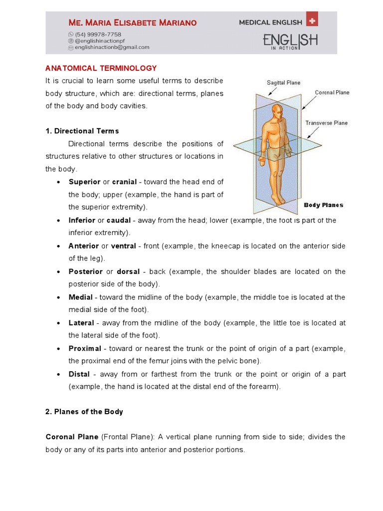 Anatomical Terms Pdf | Terminologia anatomica : international ...