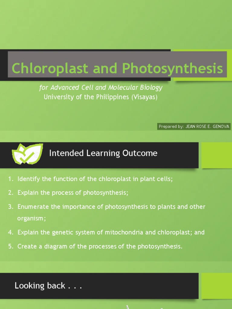 Chloroplasts and Photosynthesis Overview | PDF | Chloroplast ...