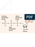 0 0 0 o P-0-P-0-P-0 - : Gamma Alpha Phosphate Phosphate Group Group I II I