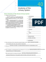 The Anatomy of the Human Urinary System