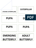Larva Caterpillar: Pupa Pupa Emerging Butterfly Eggs Pupa Adult Butterfly