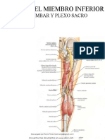 Nervios Miembro Inferior 1 49555 Downloable 636159