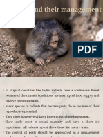 Rodents, Damage in Specific Crop and Their Management