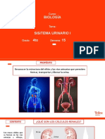 B 4to Sistema Urinario I