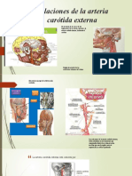Relaciones de La Arteria Carótida Externa