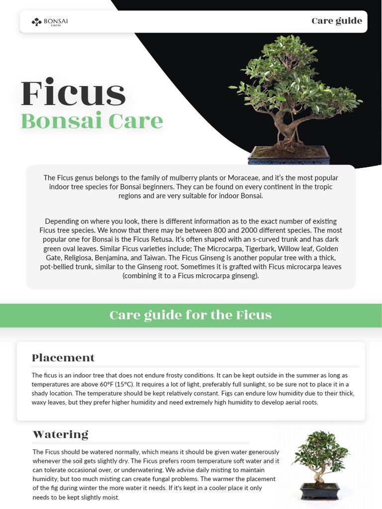 chinese elm bonsai care Chinese Lacebark Elm Bonsai Tree | Indoor/Outdoor