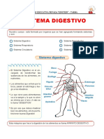 El Sistema Digestivo