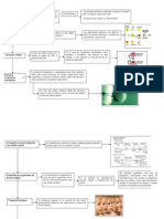 Cuadro Sinoptico Clonacion