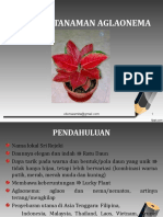 Budidaya Tanaman Aglaonema