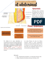 Pared abdominal: aponeurosis, fascias y músculos