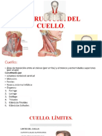 ESTRUCTURA DEL CUELLO