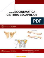 Movimientos de la articulación esternoclavicular y acromioclavicular