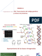 Teoría Semana 14. Replicacion Transcripción Dna