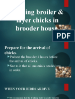 Placing Broiler & Layer Chicks in Brooder