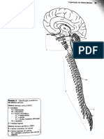 Neuroanatomia Pintar para Aprender Export