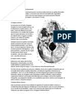 S5-Anatomia Del Craneo - Base Exocraneal. para Subir