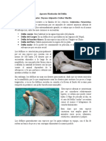 Aparato Masticador Del Delfín - GAIBOR DAYANA
