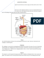 Your Digestive System Explained