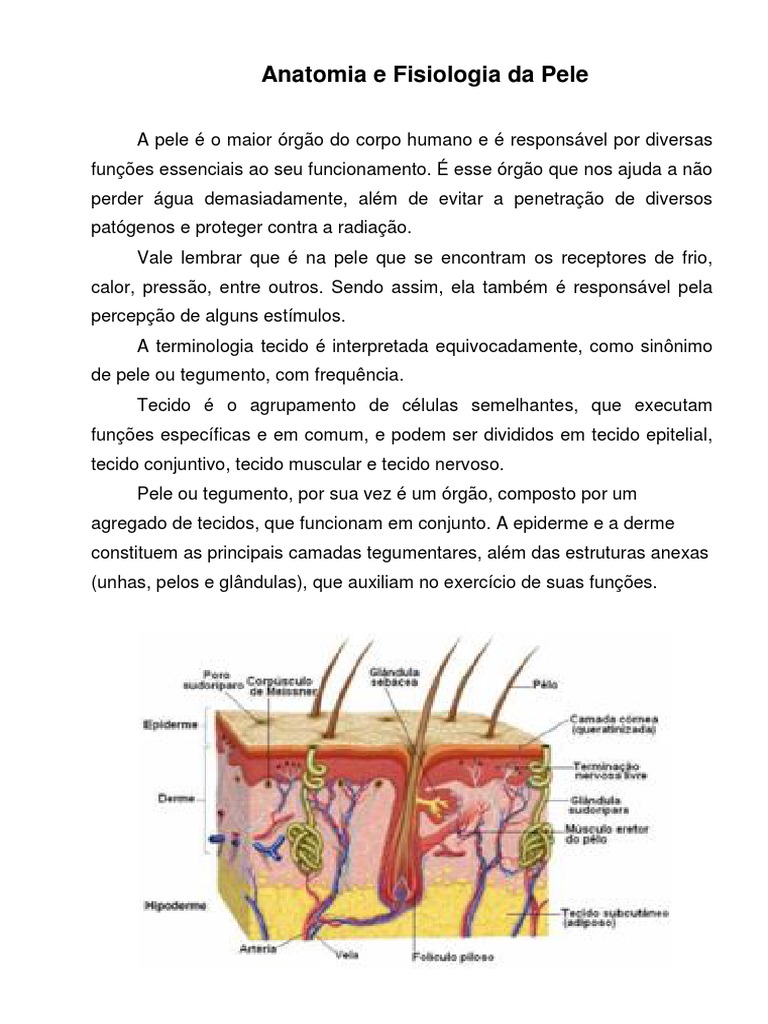 Anatomia e Fisiologia Da Pele | PDF | Pele | Epiderme