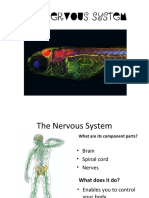 The Nervous System