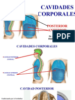 Cavidades Corporales Anatomia